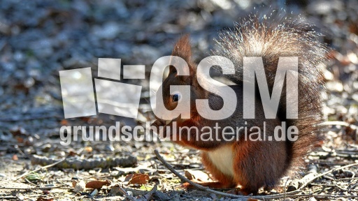 Eichhörnchen (6).jpg